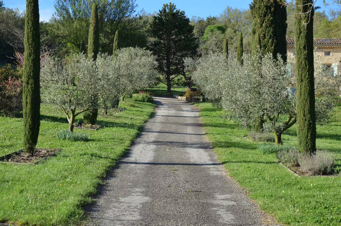 L'allée d'arrivée bordée de cyprès et d'oliviers
