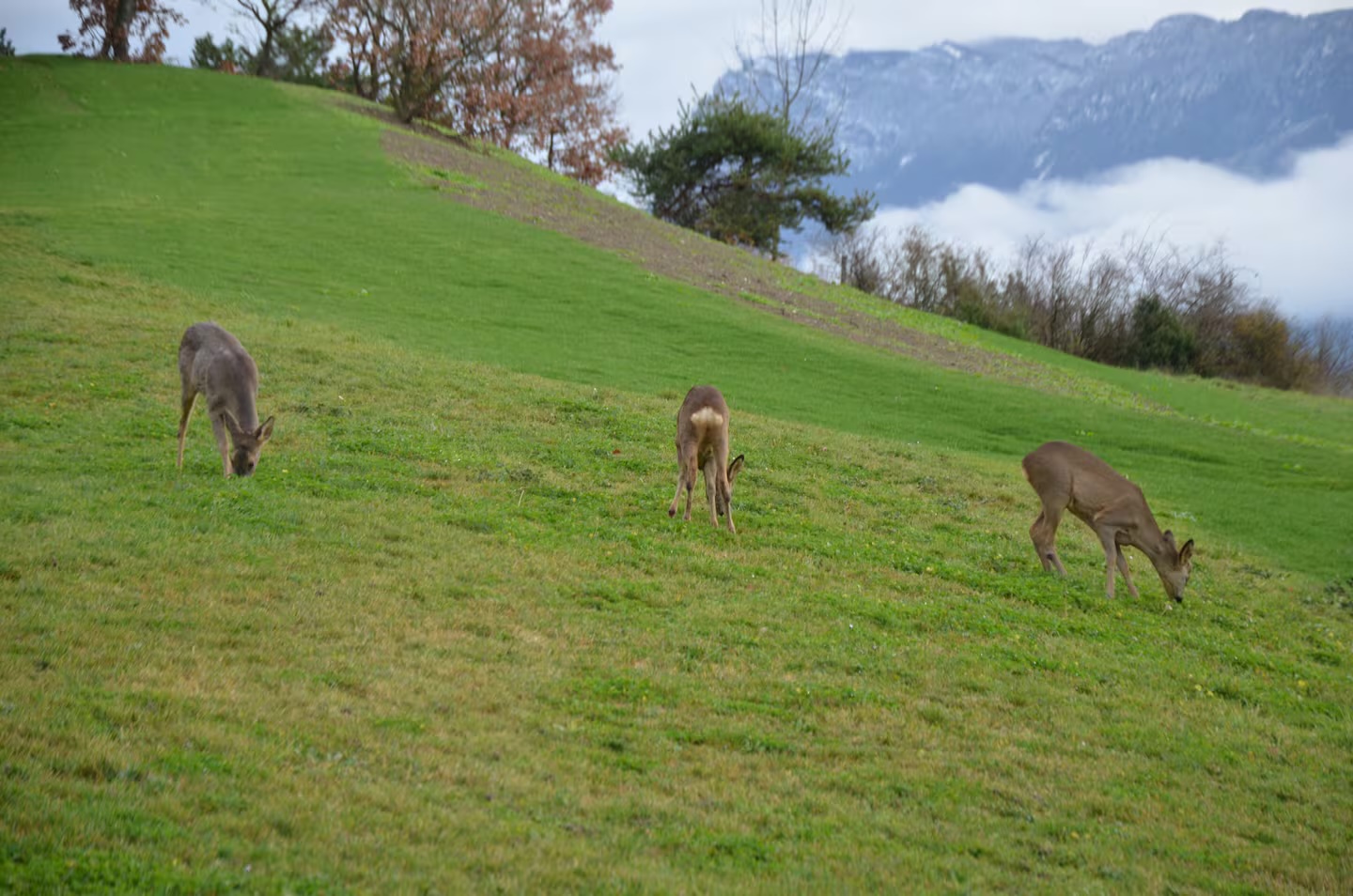 Des chevreuils sur les prés du domaine, au petit matin
